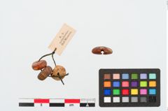 Foto von Perlenkette (NHMW-PRAE-024937)